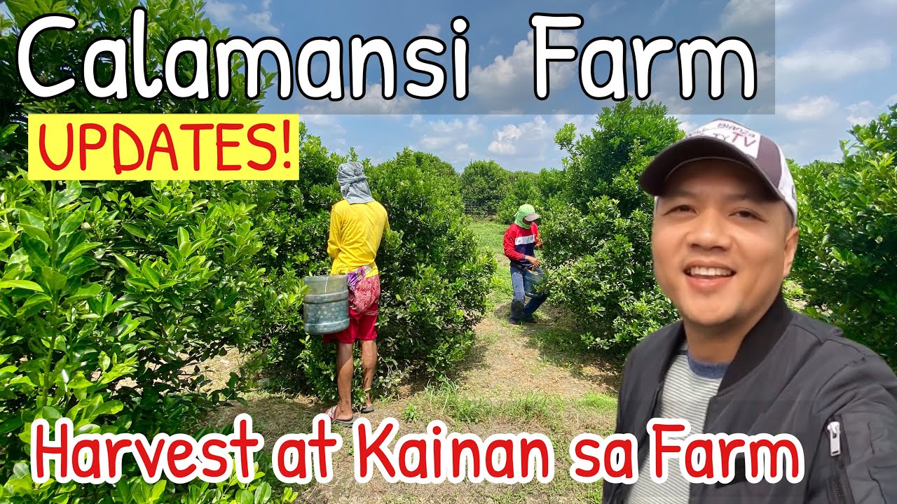 Calamansi Farm Updates | Harvest at Kainan sa Farm.