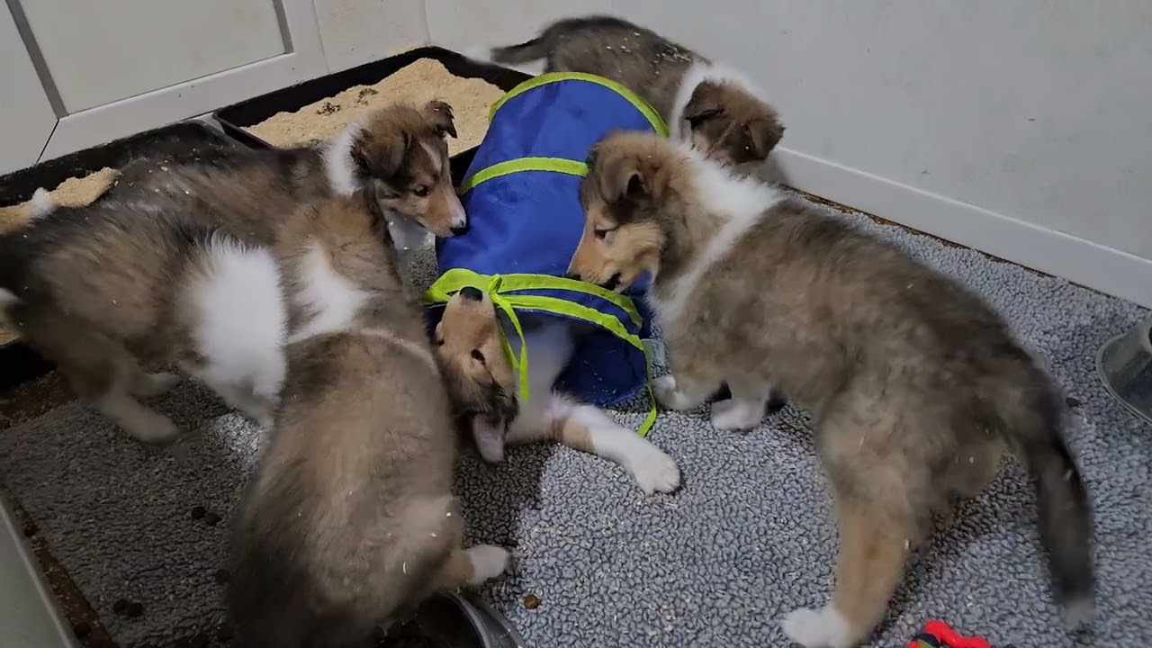 12.16.24. The puppies