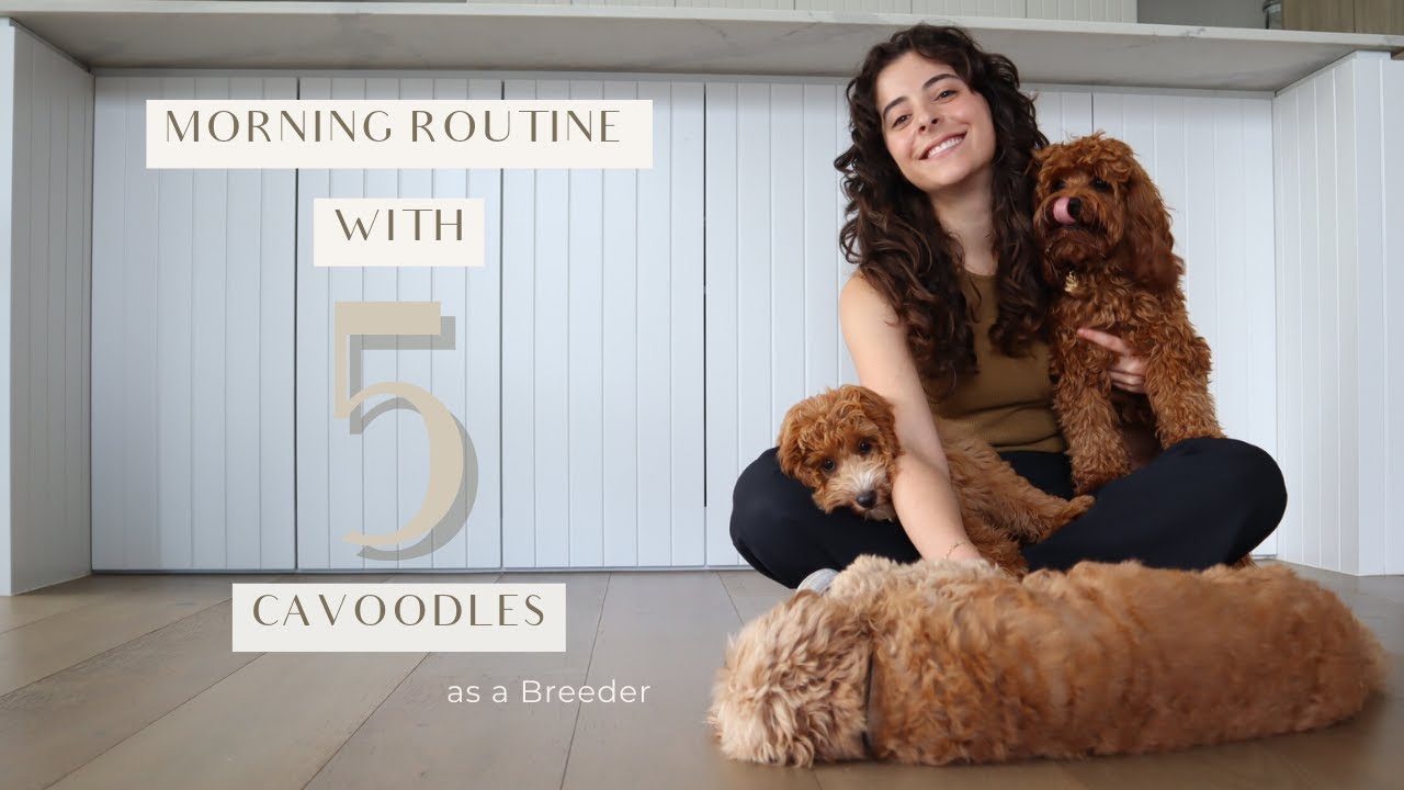 CAVOODLE BREEDER MORNING ROUTINE WITH 5 DOGS