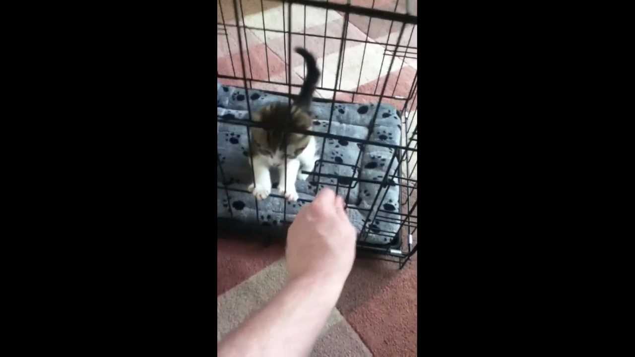 Kitten escapes new cage with ease.