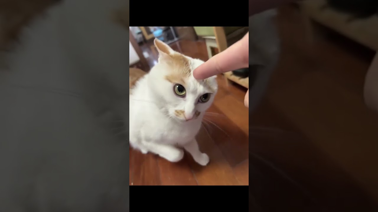 momen lucu kucing di ruqyah sama majikanya 🤣