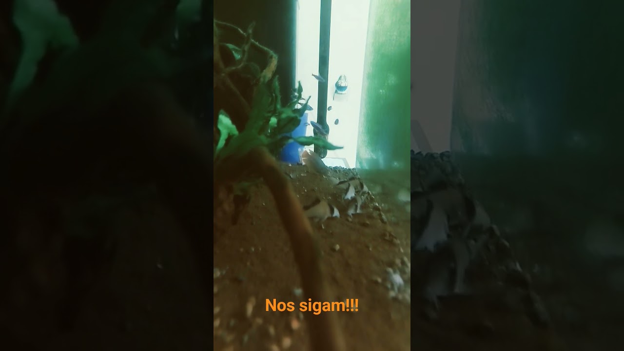 Dia 8: Hoje dia de TPA, algas verdes nos vidros, alga filamentosa sumiu e alga verde nos troncos.