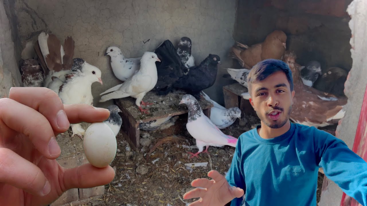 Hamara kabootar ne anda Da Diya 😍 Wow