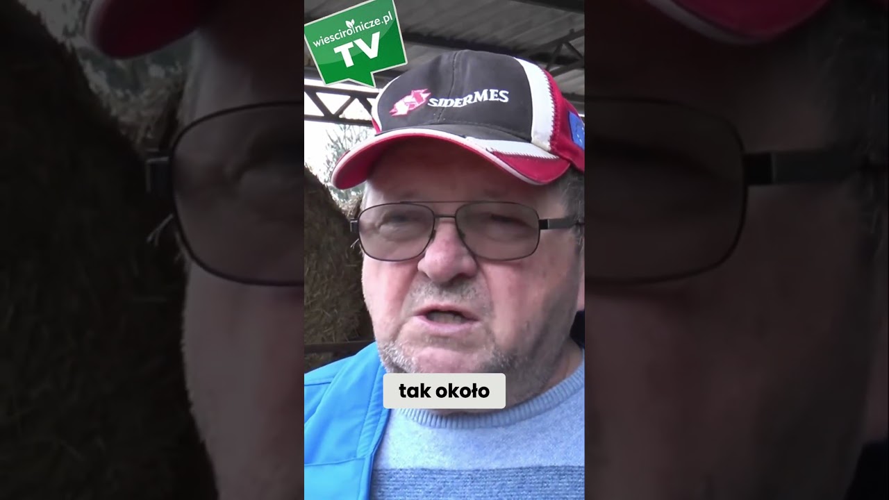 Krowy tego rolnika nie jedzą kiszonki z kukurydzy. Jakie osiągają wydajności? #rolnictwo #krowy