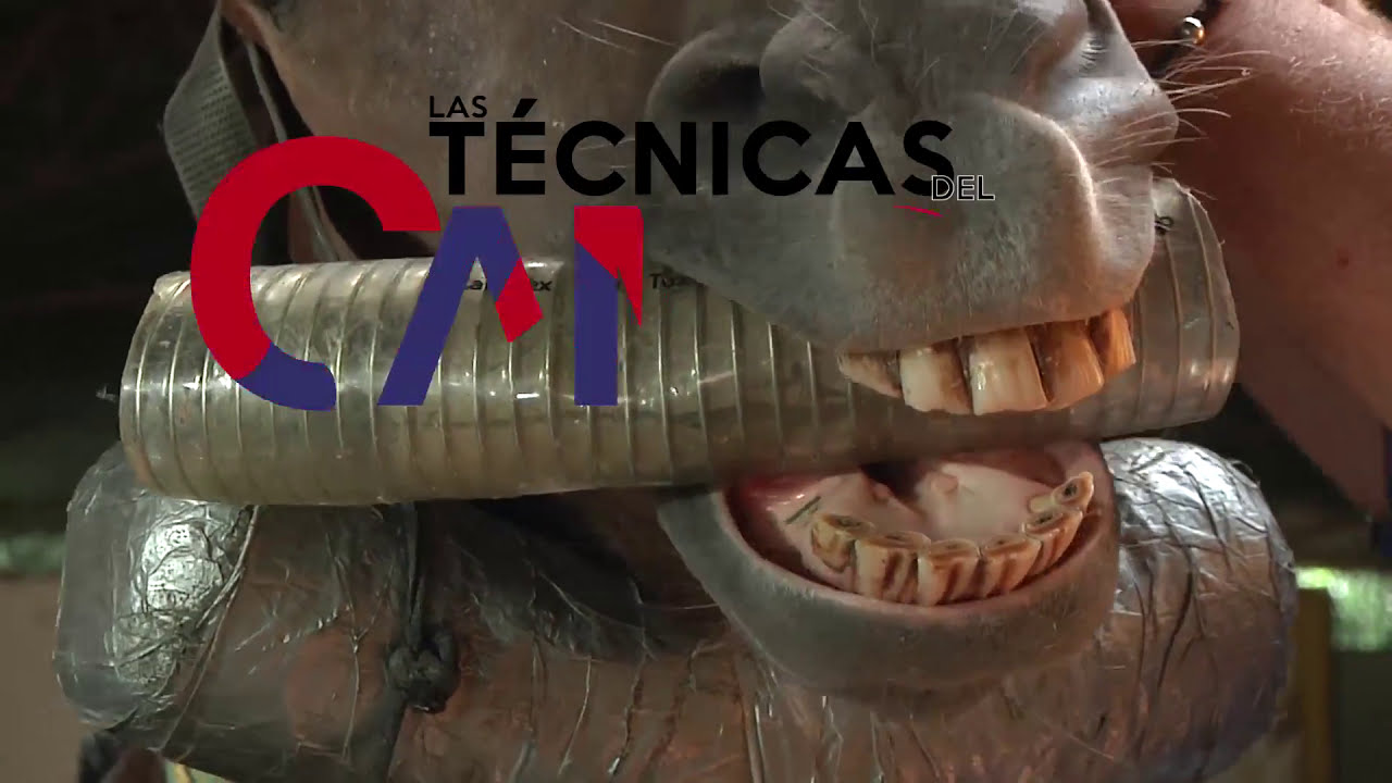 Salud oral equina parte 1 - Aspecto importante de la atenci&oacute;n m&eacute;dica de los caballos