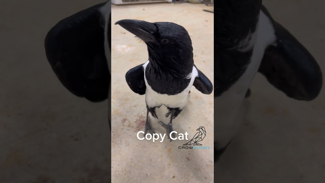 The Amazing Talking Crow Who Mimics Human Speech