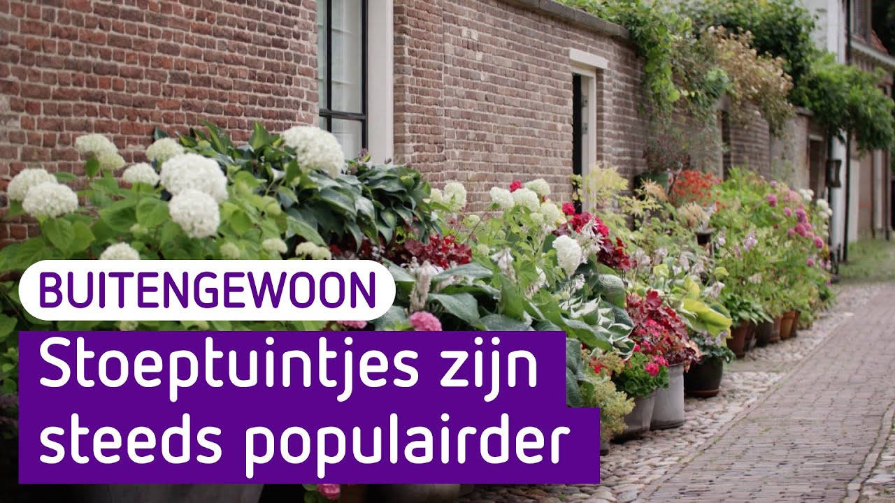 Marianne heeft geen tuin, maar wel ruim zeventig bloempotten op haar stoep - BuitenGewoon