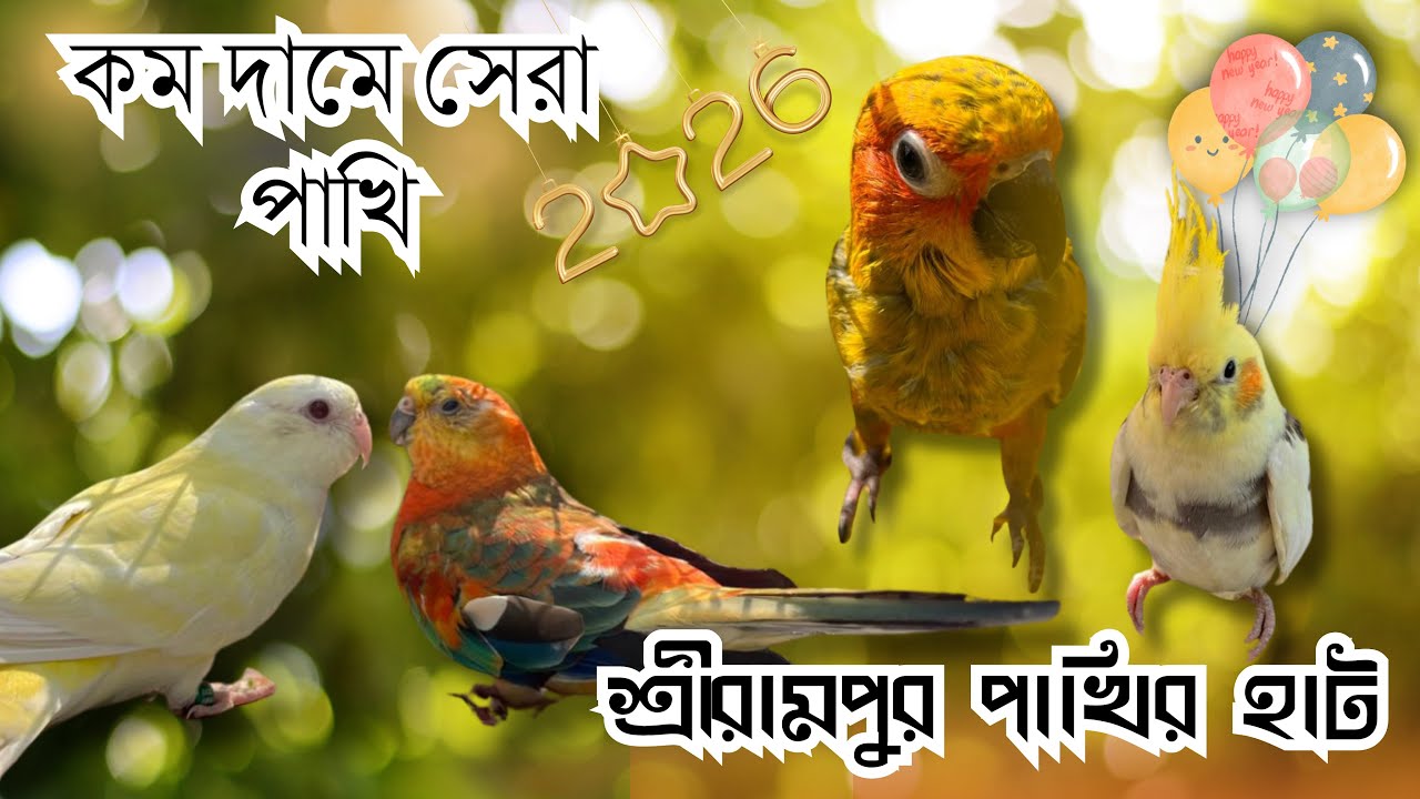 কম দামে সেরা পাখি | Serampore & Shrirampur Bird Market Today