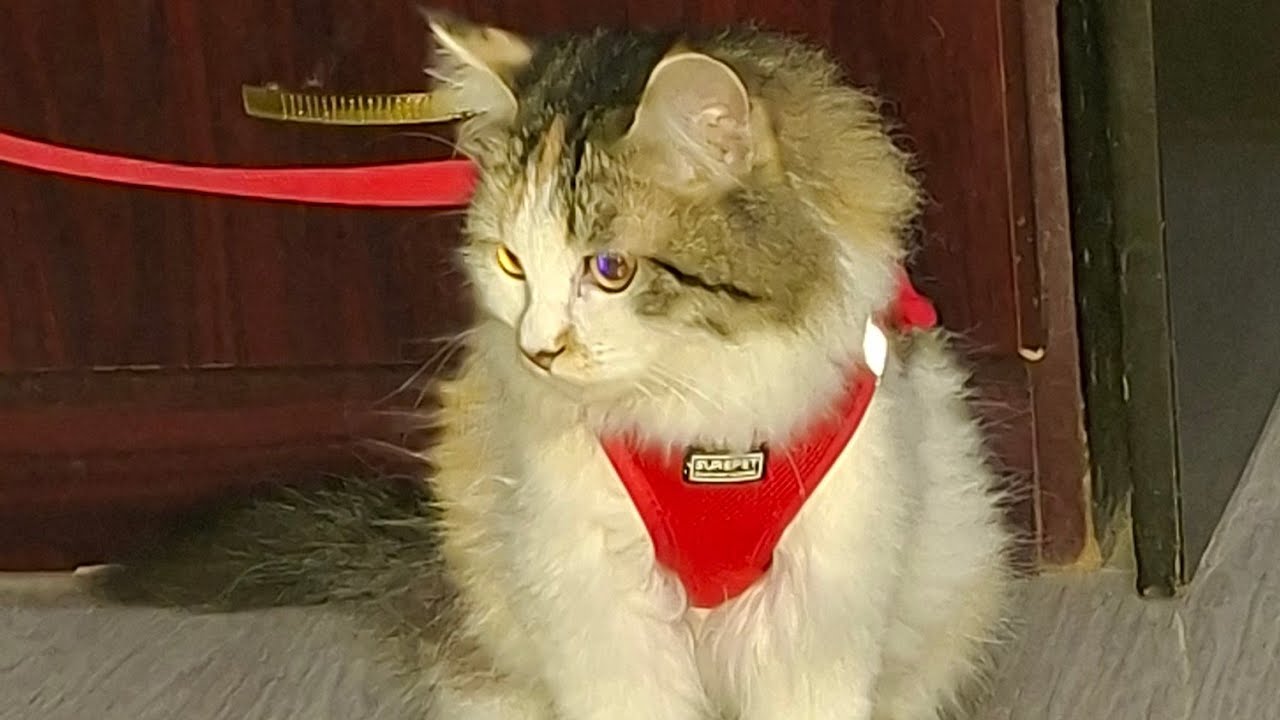 Cute cat is live 😍 