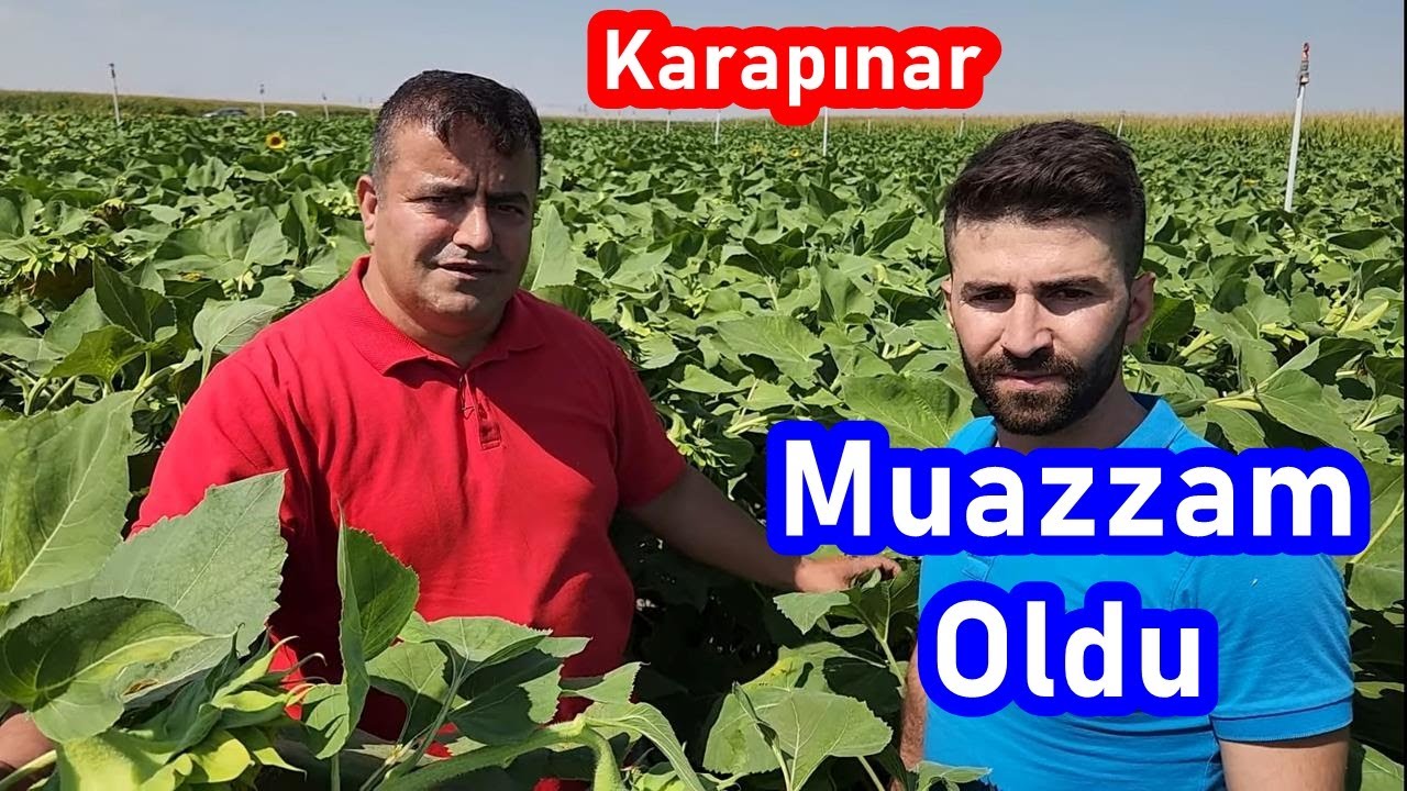 Konya - Ayçiçeği Yaprak Gübresi - Ayçekirdeği Yağmurlama Gübresi - Yağlık Ayçiçeği Gübreleme