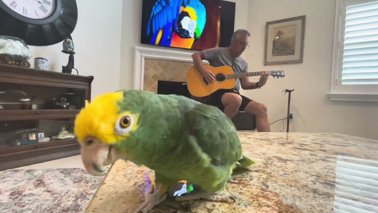 Gold Dust Unplugged +