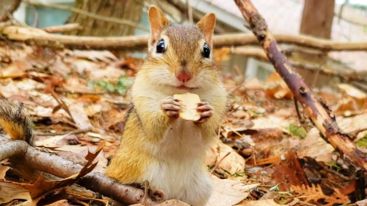 늦게까지 겨울잠 자서 걱정했더니 더 예뻐져서 나타난 다람쥐 버찌 Worried Chipmunk Bujji Waking Late From Winter Beauty Sleep