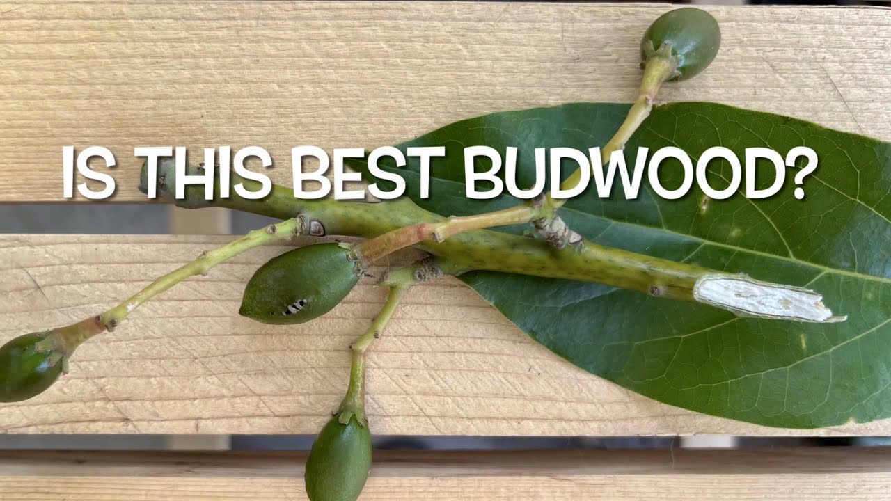 How to Graft an Avocado Tree | Choosing the Best Budwood