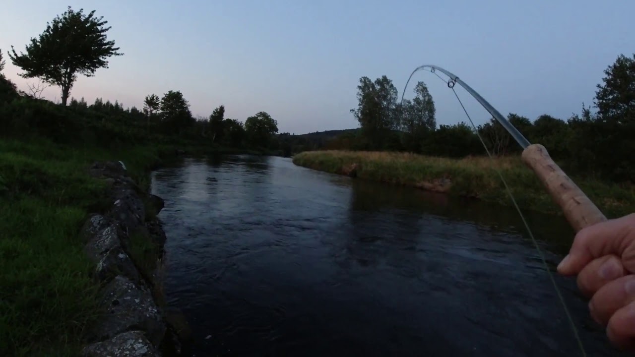 Jumpy Sea Trout at dusk Huntly Lodge Fishing River Deveron.