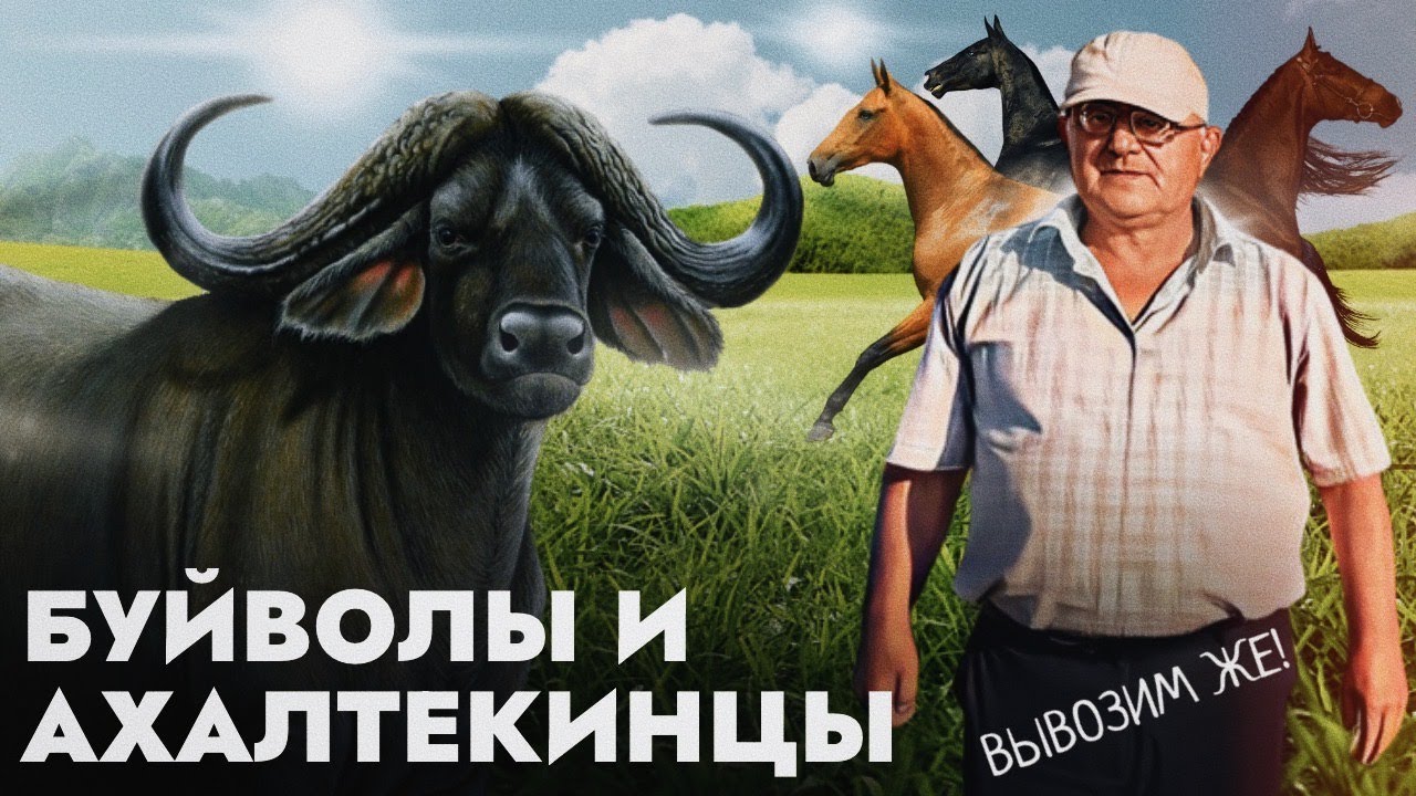 Буйволы и ахалтекинцы