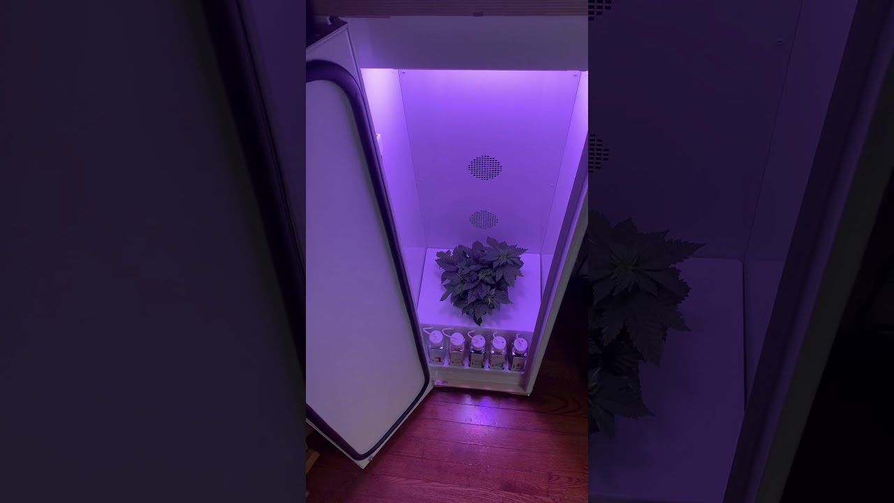 Grobo update- day 38