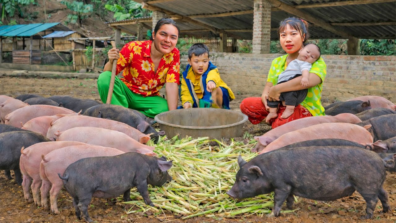 Farm Life: Feeding Pigs with Nutritious Food - Livestock Care | SURVIVAL ALONE