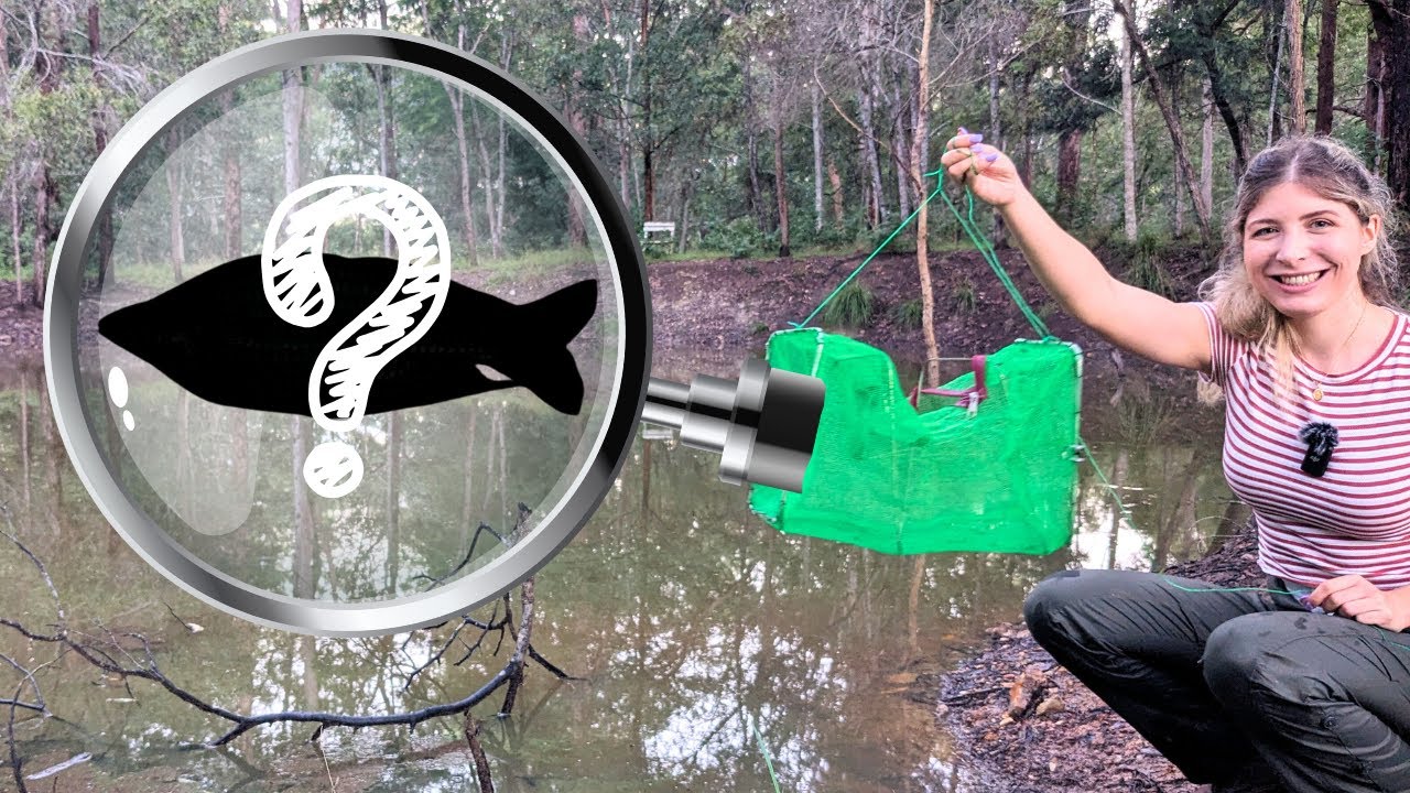 Setting FISH TRAPS in Abandoned Dams on My Property (What Did We Find?!)