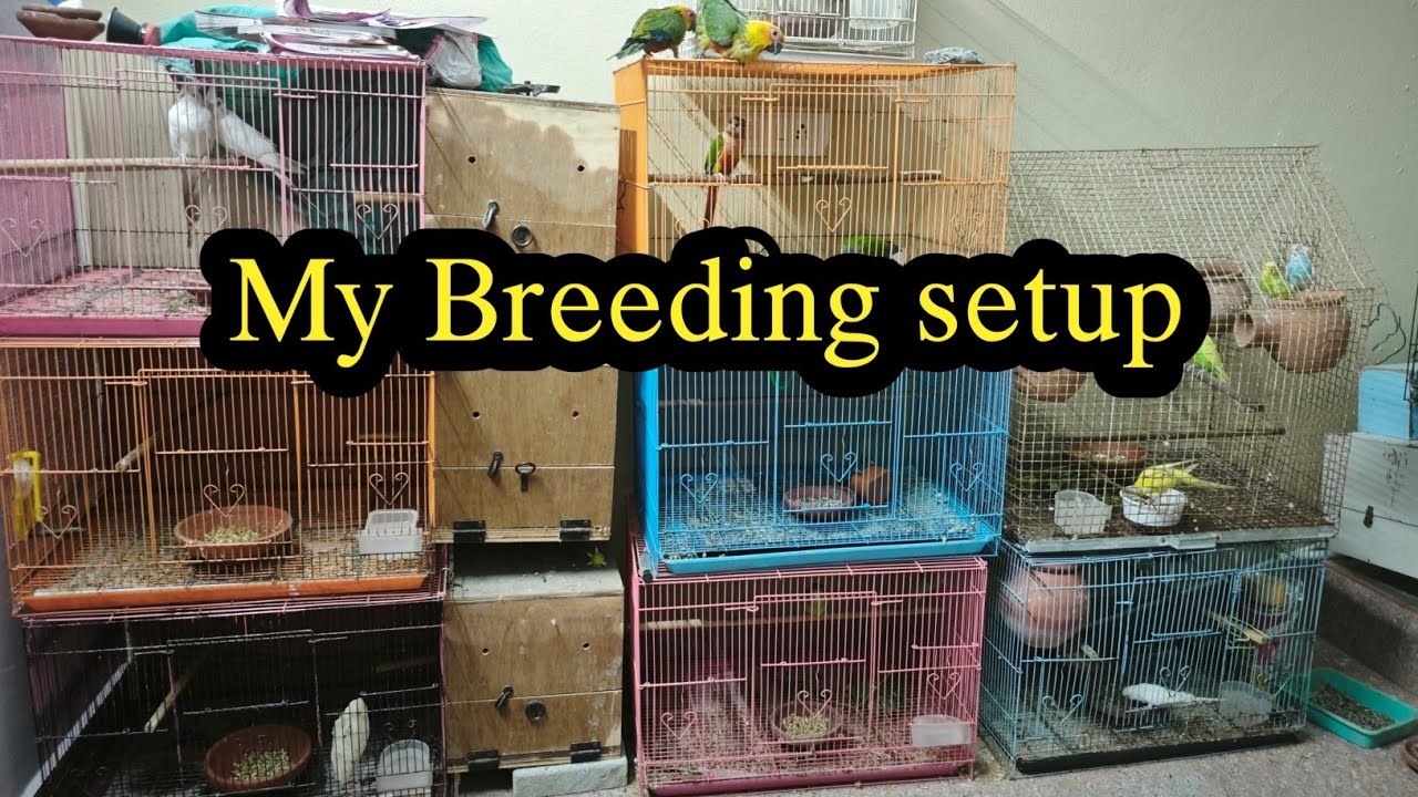 How to Build a Breeding Setup (Fish, Snails, etc.)