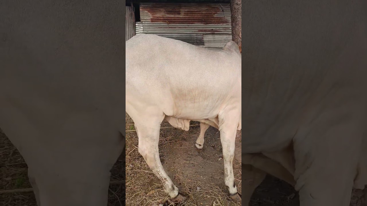 Best Quality Ongole Bulls #ongolecattle #ongolebulls #ongolebullsshow