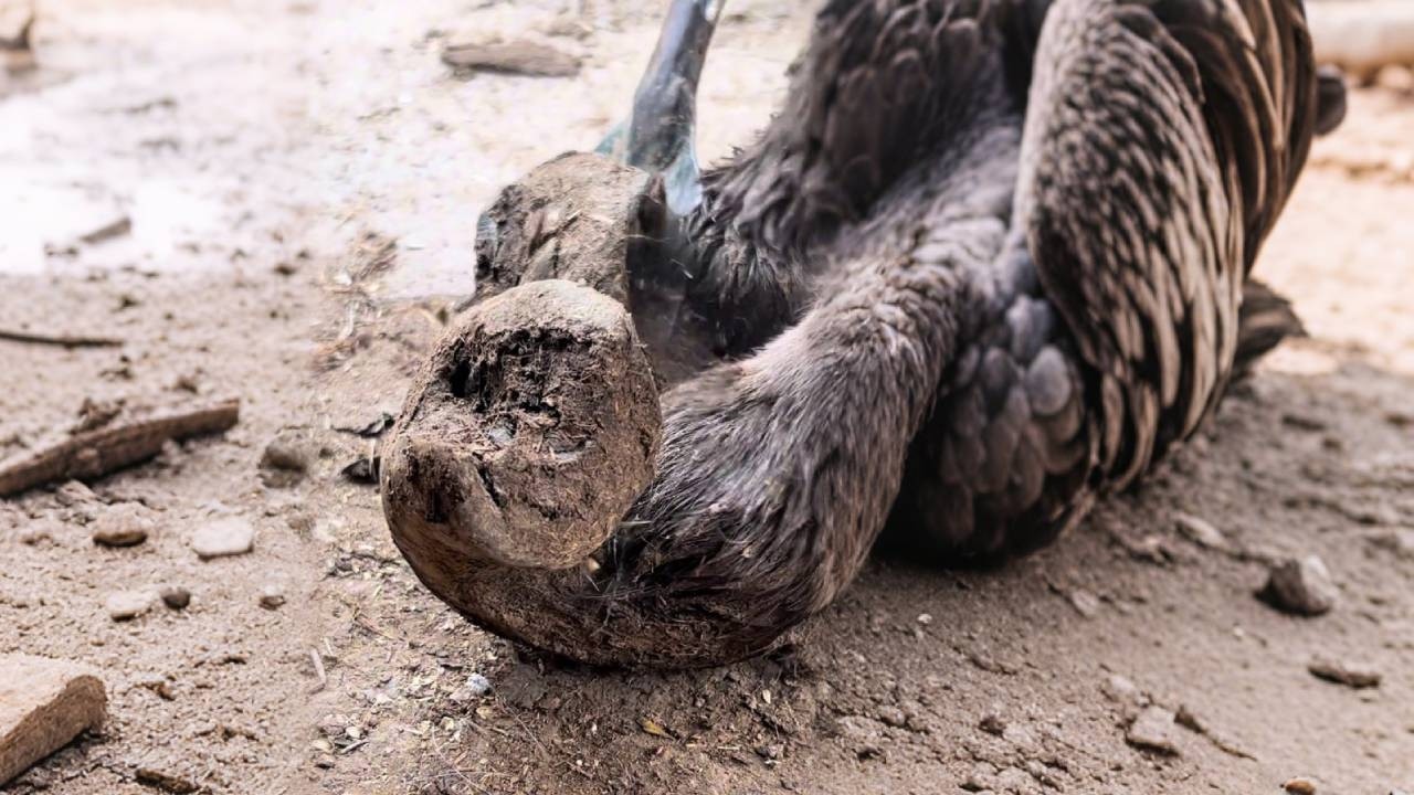 双脚畸形、遭遗弃! 6岁毛驴枯瘦如柴无人要，双脚跟里卷受尽折磨，张卜13500买下解救它！【大家好，我是】