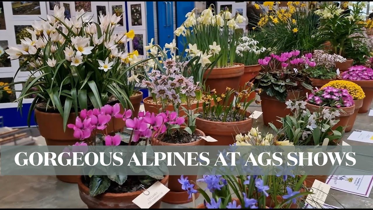 Gorgeous alpine flowers at AGS shows
