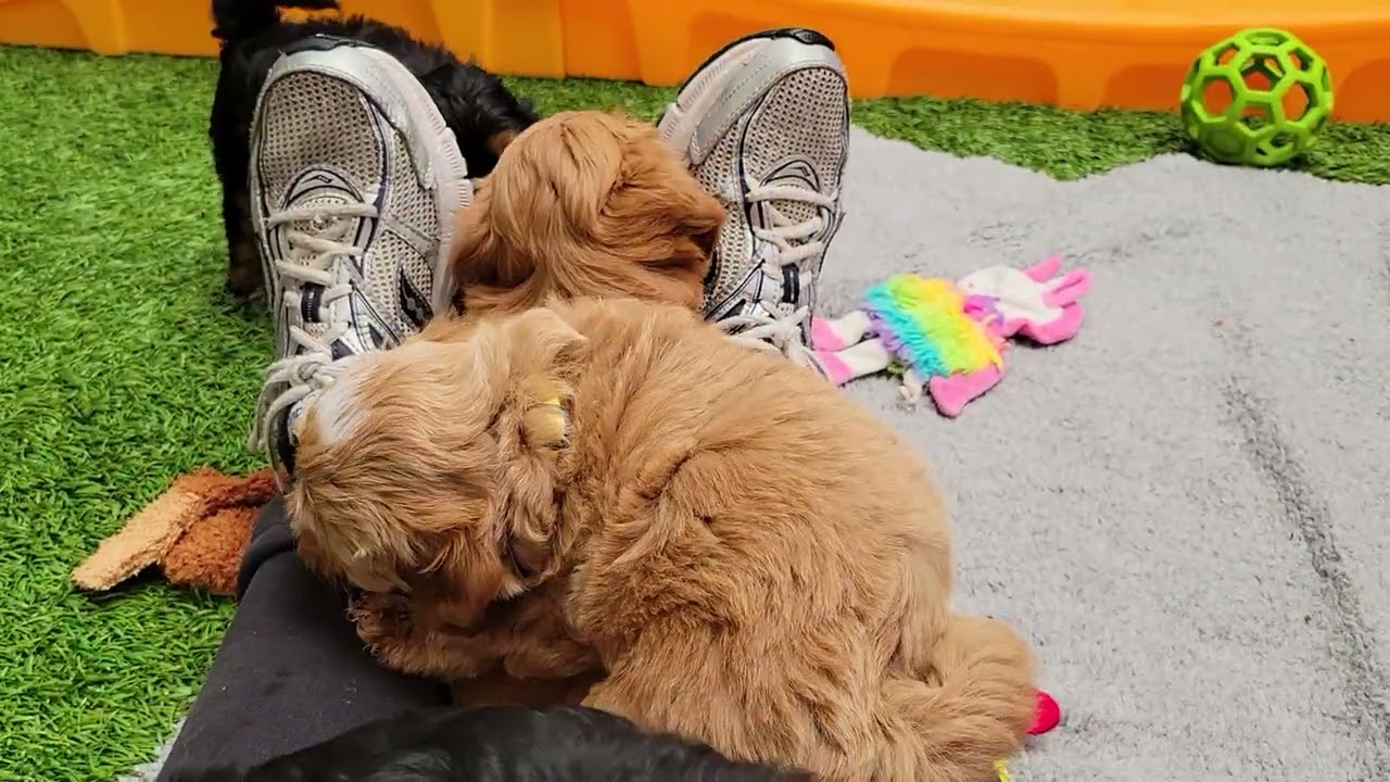 Fall Spices litter - 6 weeks old (sorry about the noisy neighbors! (Sunny/Bruno)