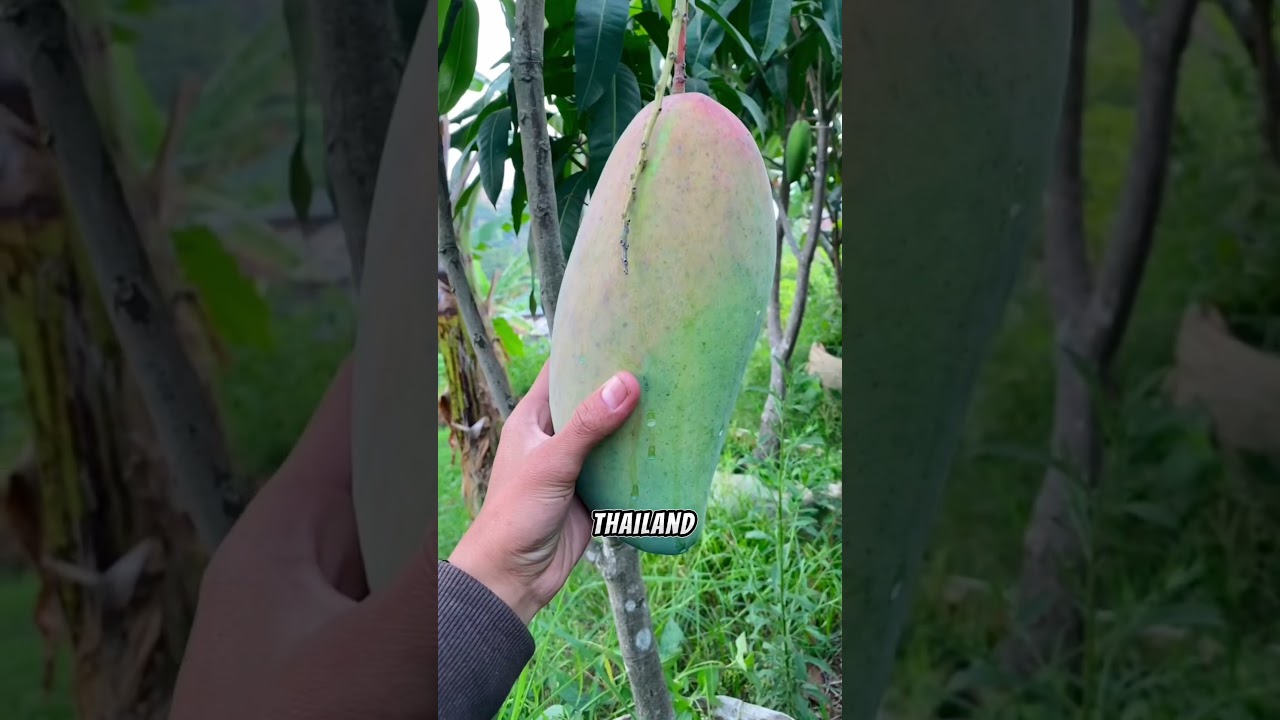 Mangga kiojay Super Jumbo #manggakyojay #mangga #berkebun