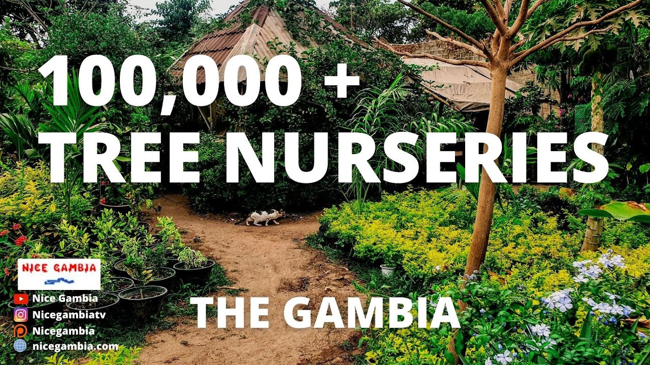 Nursery Gardening in The Gambia | Business and Entrepreneurship in The Gambia