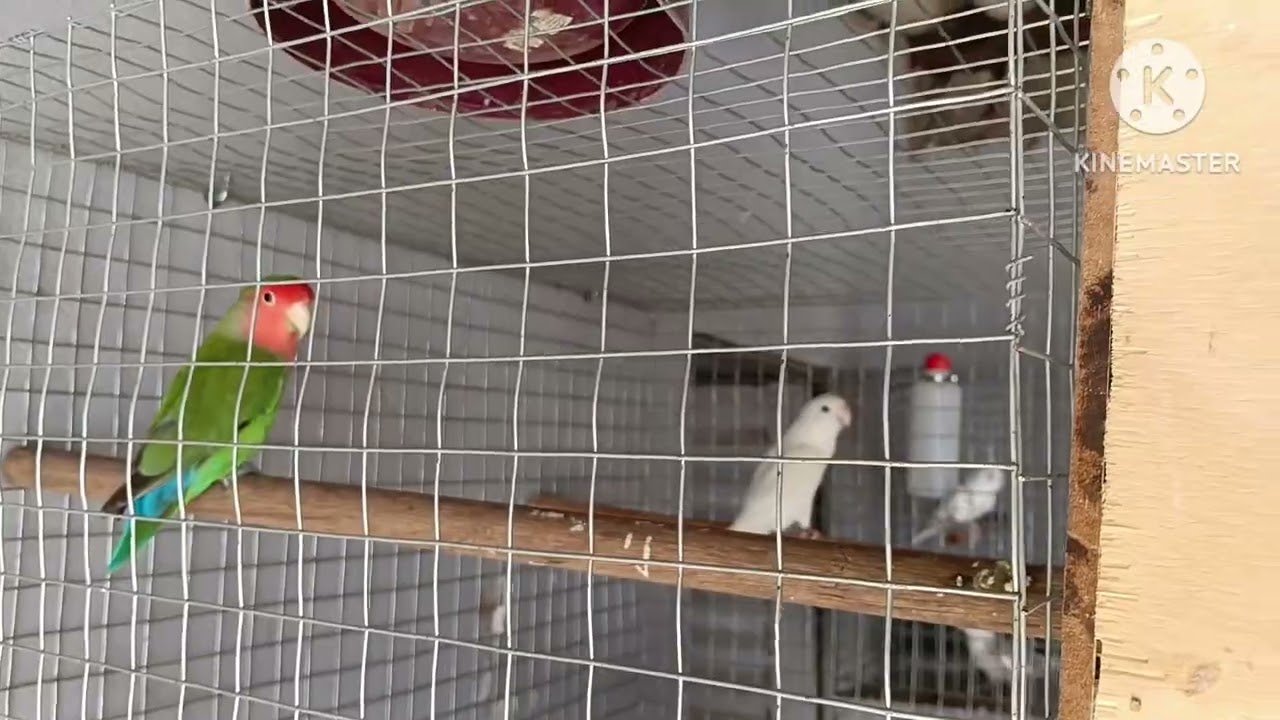 Mudança na criação e novas aves