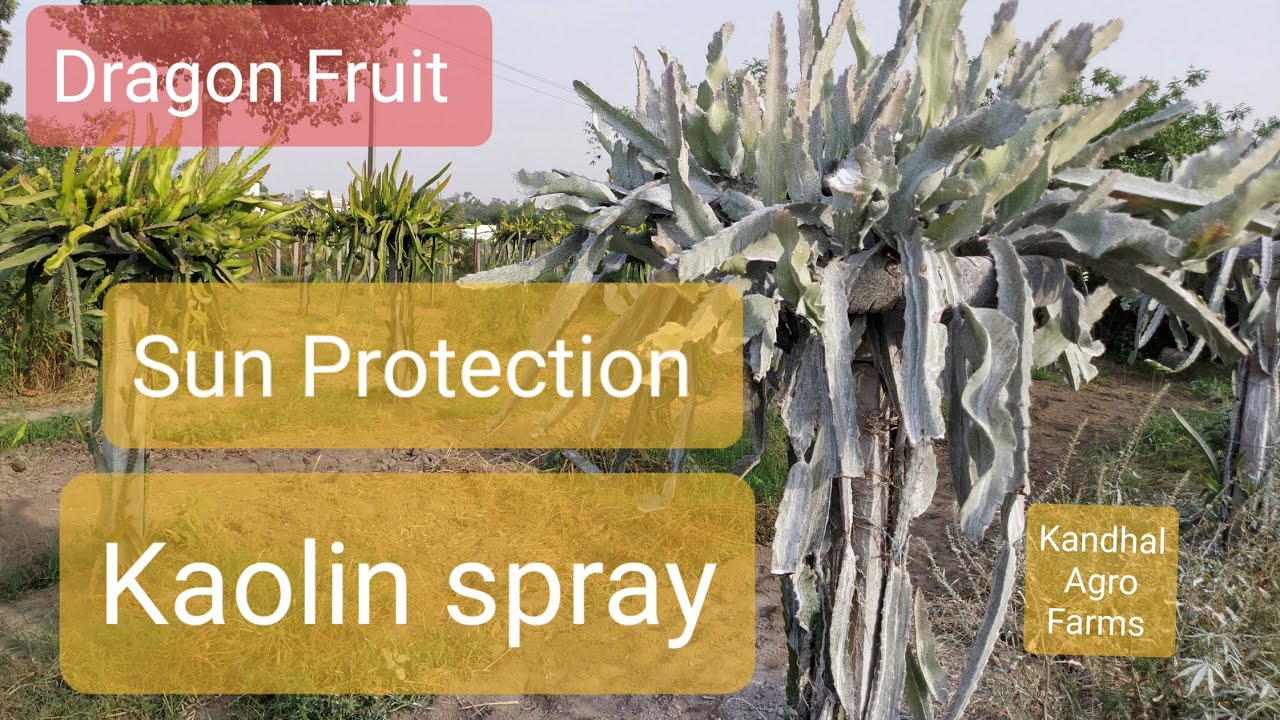 Dragon Fruit Sun protection Kaolin Spray Summer Protection