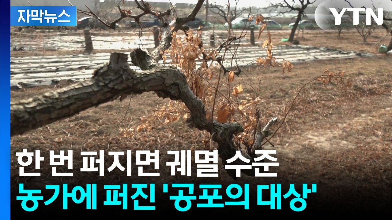 [자막뉴스] '잎이 이상해요'…무섭게 퍼지는 '빗자루병'에 농가 초긴장 / YTN