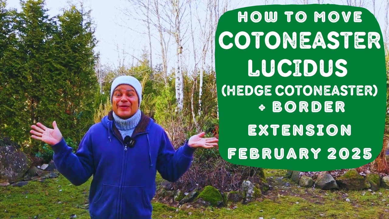 How to Move Cotoneaster lucidus (Hedge Cotoneaster) + Border Extension