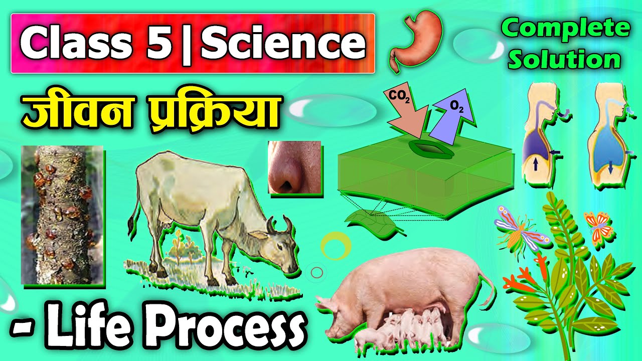 Life Process || Class 5 Science chapter 5 || Class 5 Science ||