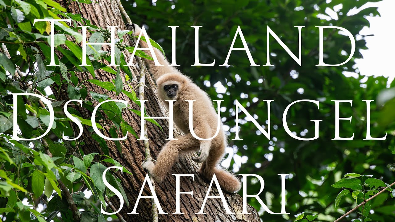 Thailand Dschungel Tour mit Siamways - Regenwald und Tiere entdecken