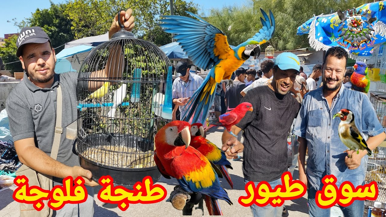 #سوق #الطيور كنوز #طنجة #فلوجة الخفية عالم الحسون والكناري كذلك بعض الطيور النادرة بأسعار مناسبة 🔝