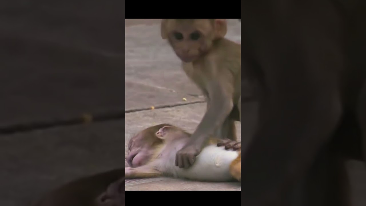 Little baby monkey crying for his brother😭😭😭#shorts #viral #trending #tiktok #sad #monkey #ytshorts