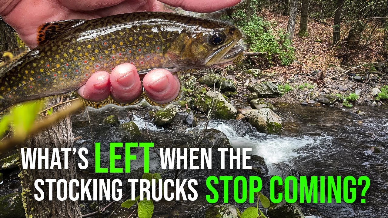 Flyfishing a RETIRED Stocked Trout Stream in New England