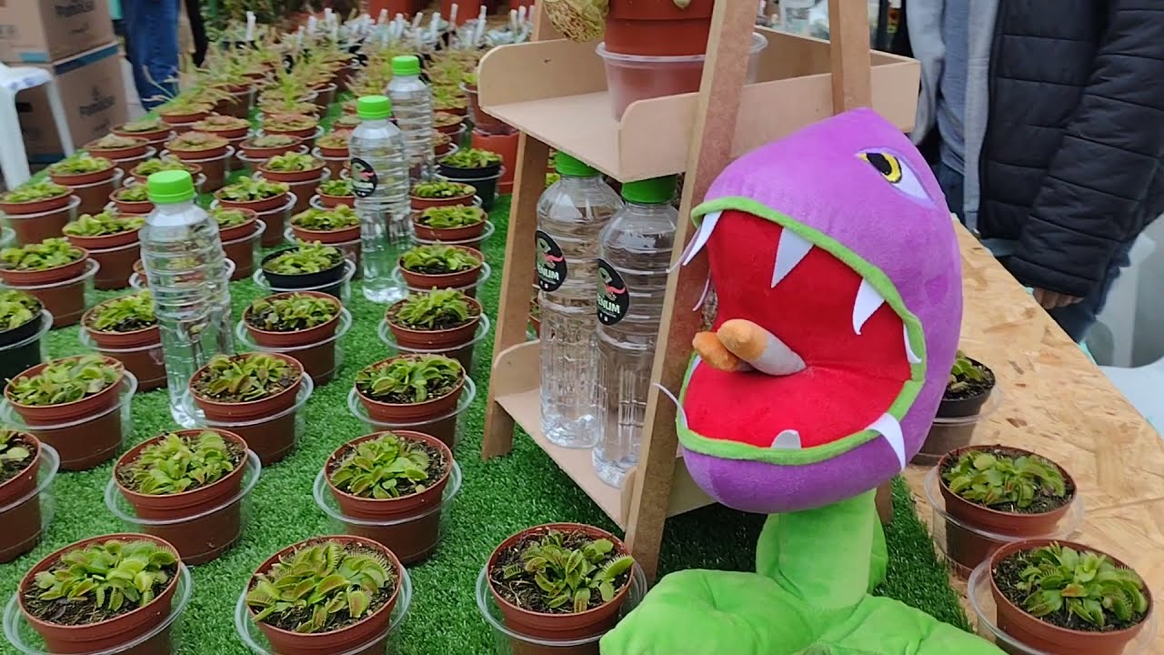 Tour por la Segunda Feria de Productores 💚😱🌵- Todos invitados al Vivero Jardín Exótico de Lurín