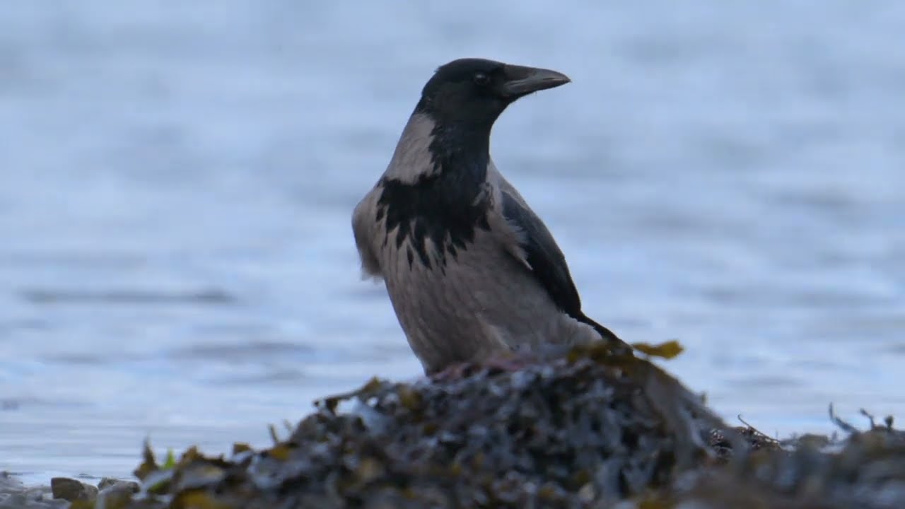 Hooded Crow Muscle Drop: Irish Wildlife Photography