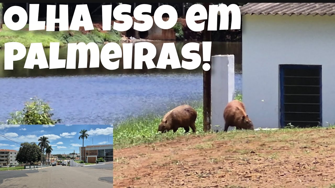 EU NÃO ESPERAVA ENCONTRAR ISSO EM PALMEIRAS, CIDADE SURPREENDENTE
