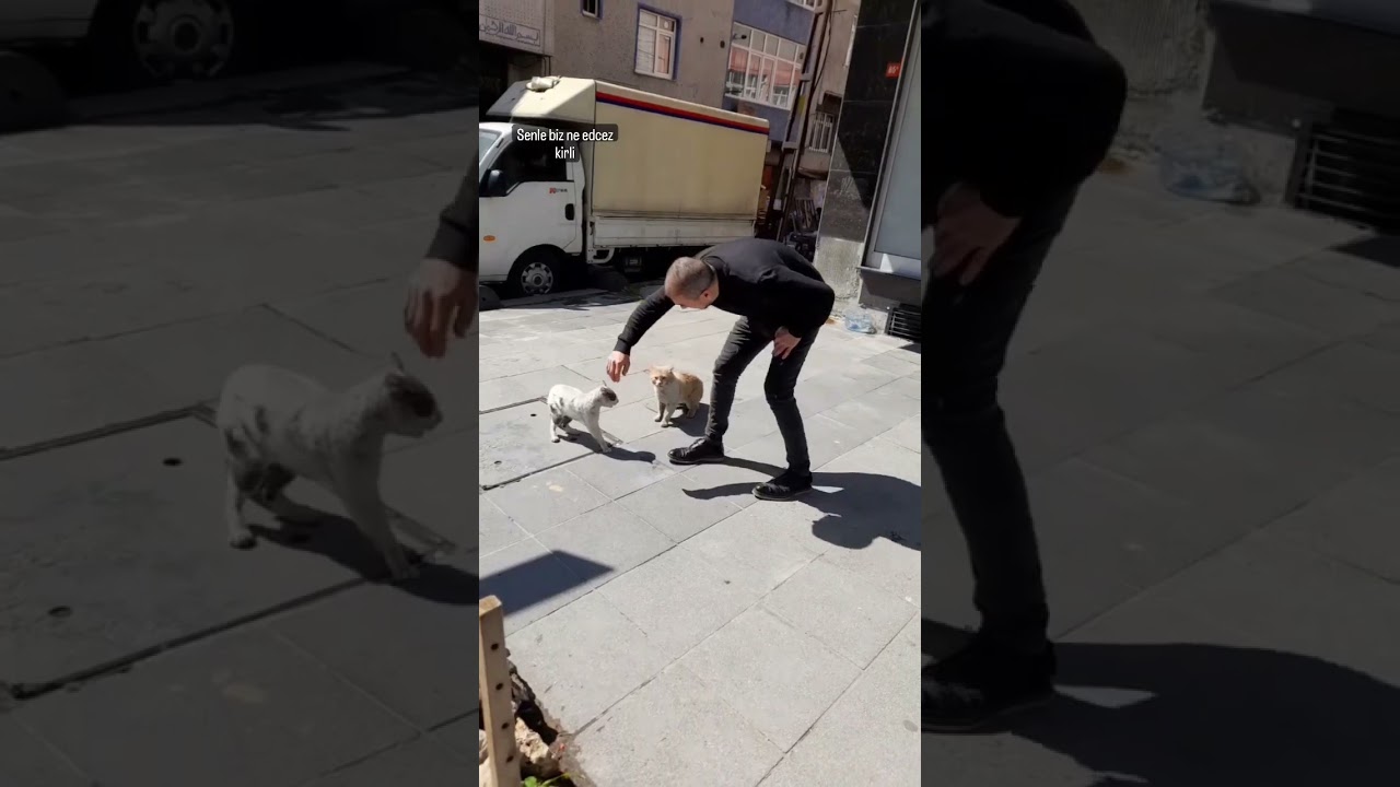 Turkish Man Breaks Up Fight Between Cats 😂