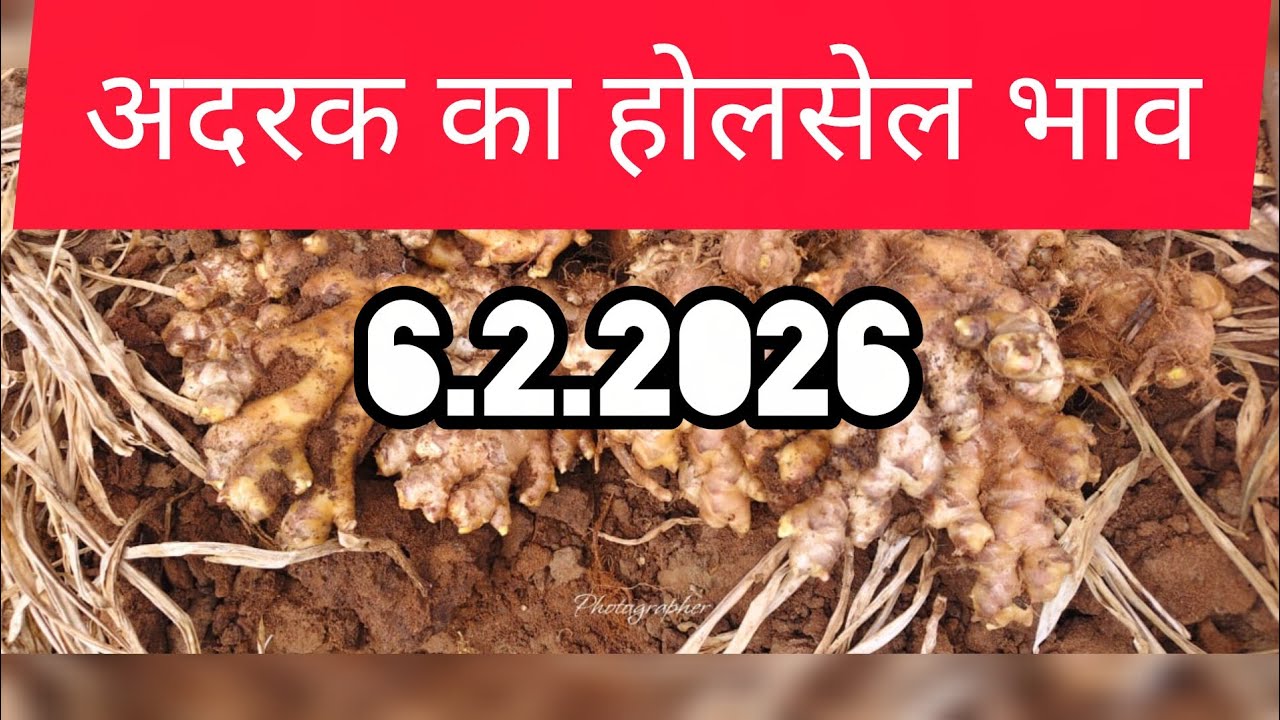 6 February 2026 अदरक का होलसेल भाव, Ginger price today,adrak bajar bhav