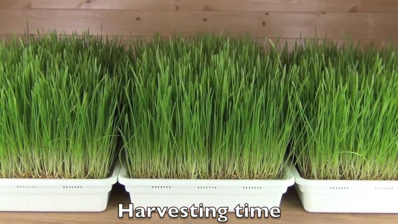 Sproutman's Wheatgrass Sprouter Grower Product Overview and Demonstration