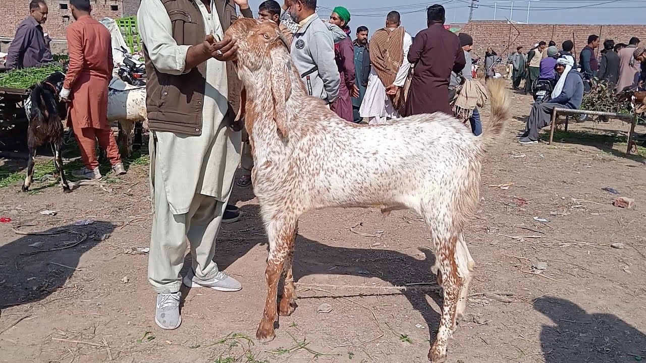 Bakra Mandi update makkhi chini bakre aur dumbbe desi chatra kurbani 2026 Sajjad Lahori shauk 