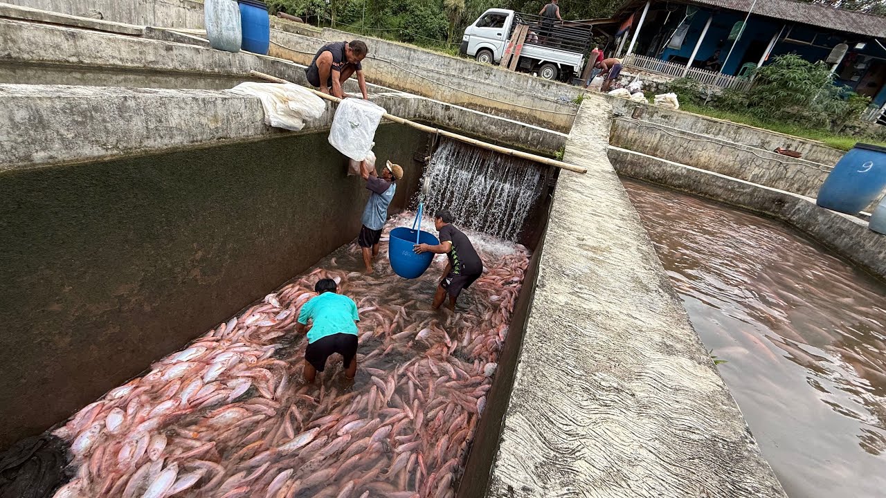 AKHIRNYA PANEN JUGA IKAN NILA MERAH BUAT KIRIM KE BANDUNG