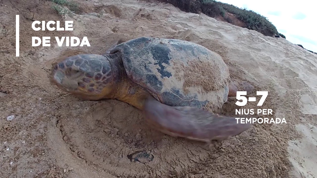 Caretta a la Vista: la tortuga babaua