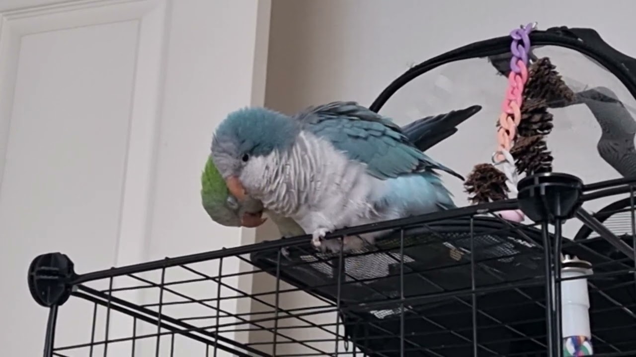 앵무새는 어떻게 잘까? 졸릴 때 행동#parrot #퀘이커앵무새 #birds #반려동물 #앵무새 