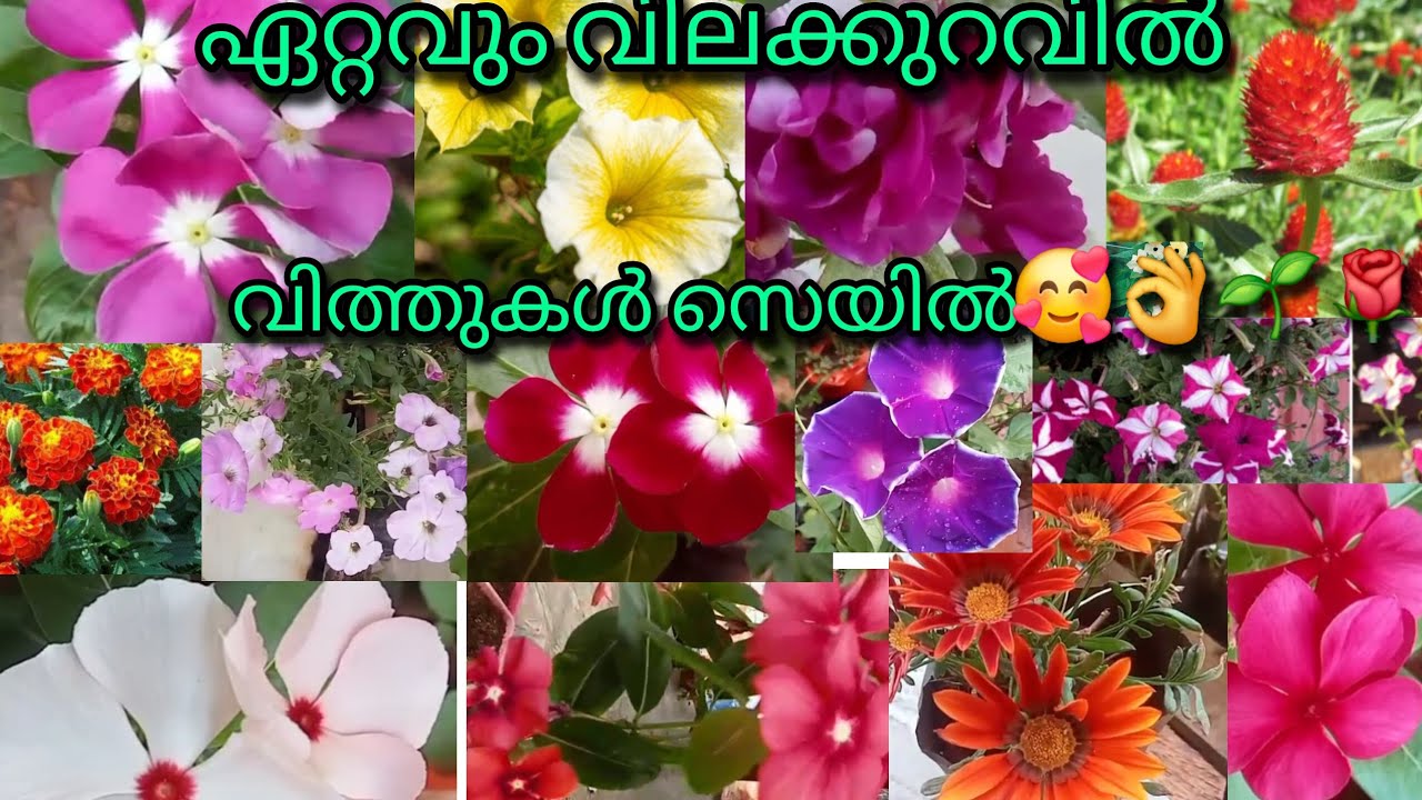 വിങ്ക കാശിത്തുമ്പ സീനിക മറ്റു ചെടികളുടെ വിത്തുകൾ സെയിൽ ചെയ്യുന്നു🥰👌🌱🌹