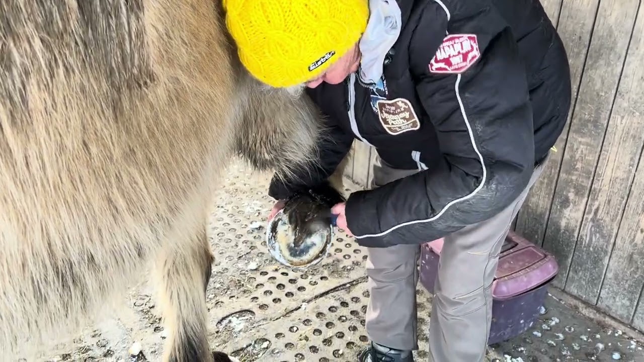 22. Marlies cleaning Thors’ hooves at #VillaMirza #horsss #horselife #icelandichorses